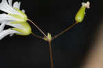 Pitcher's stitchwort